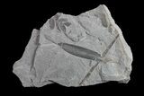 Pennsylvanian Fossil Fern (Neuropteris) Plate - Kentucky #154692-1